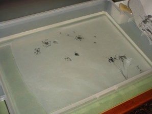 墨絵を水の中に【クリックで拡大】