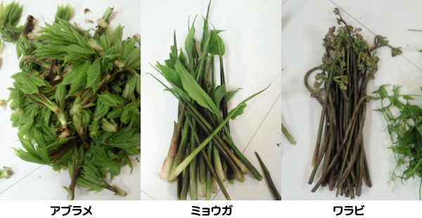山菜2