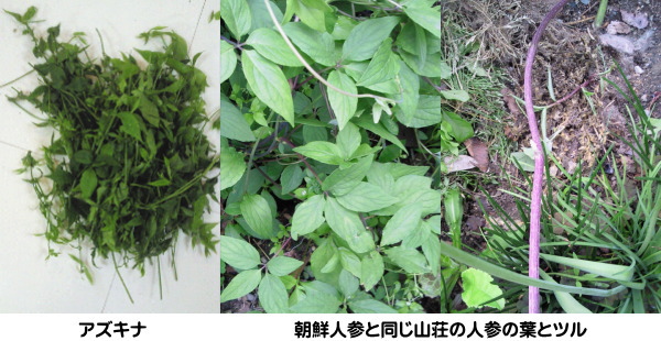 山菜3
